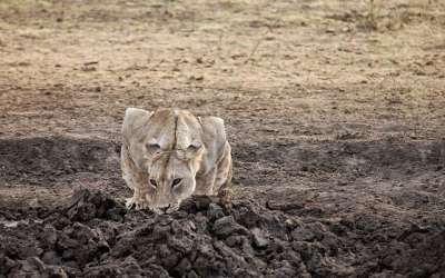 狮子 非洲 苹果浏览器 动物 捕食者 野生动物 母狮 自然 野猫