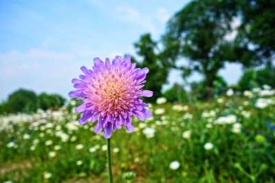 Knautia Arvensis 领域Scabious 吉普赛玫瑰 花