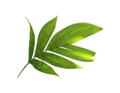 棕榈 叶子 绿色 植物学 异国情调 椰子 热带 叶 枝杈 树