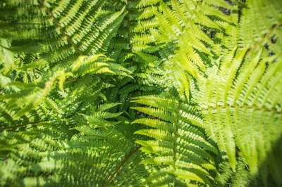 蕨类 绿色 工厂 蕨类植物 结构体 自然 植物群 树叶
