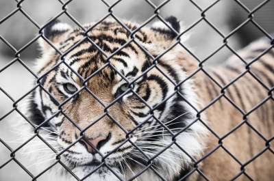 老虎 猫 动物 野生动物 树木 金属丝 栅栏 障碍