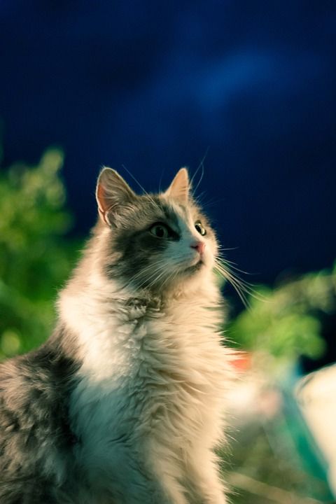 猫 动物 猫科动物 吉祥物