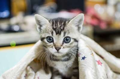 动物 猫 肖像 可爱 哺乳动物 宠物 寻找 小猫
