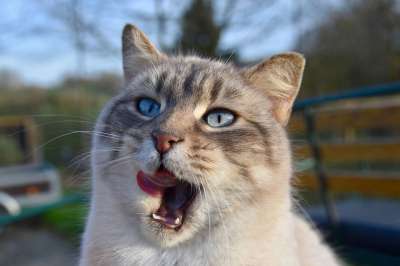 猫 猫科动物 动物 哺乳动物 巨大的猫 家畜 猫蓝色的眼睛
