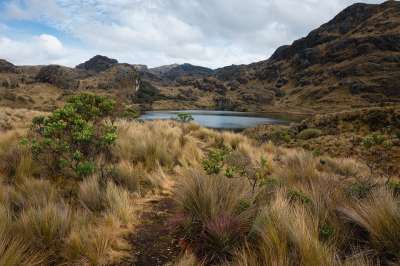 湖 湿地 山 景观 自然 溪 河 植物群 厄瓜多尔 湖 湿地