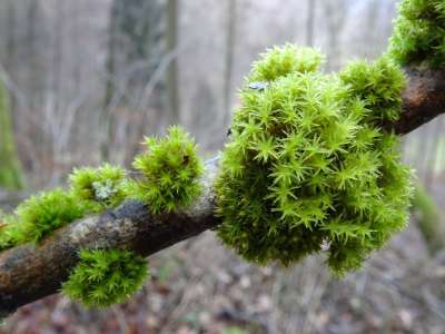 苔藓 苔藓群落 科 森林苔藓