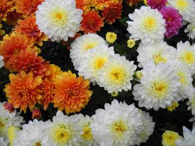 花朵 花 盛开 白色的 橙色的 春天 菊花 工厂 自然 秋天
