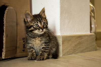 猫咪 小猫 猫 动物 动物医院 毛皮 可爱的 俏皮 被驯服的