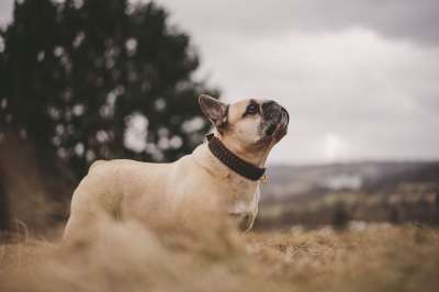 法国斗牛犬 狗 落下 原野 草地 斗牛犬 户外 宠物 犬类