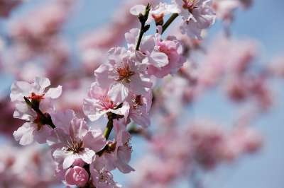 日本樱桃 梅花 树 绽放盛开的灿烂 花海 浪漫的 日本樱花 盛开