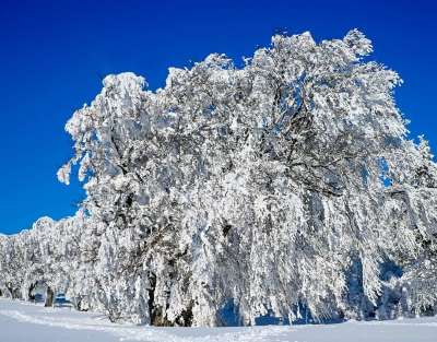 冬季景观 树木 预订 下雪的 冬天 寒冷的 雪 雪魔 冬季魔法