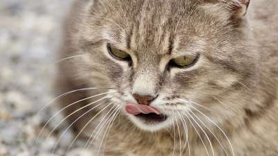 猫 家猫 动物 家畜 自然 鲭鱼 虎猫 眼睛 猫脸 肖像