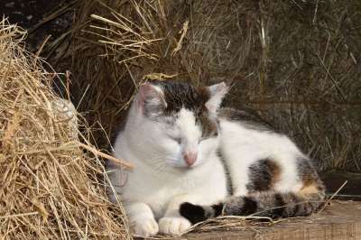 猫 猫肉桂 猫睡 肖像猫 欧洲猫 动物 猫-白斑 猫科动物 公猫