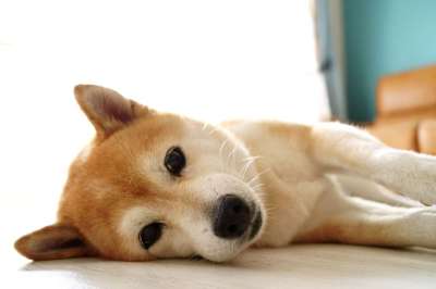 狗 动物 宠物 柴 房间 日本 日本人