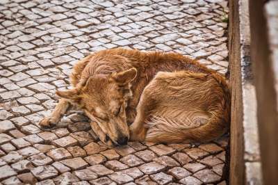 狗 街道 睡眠 犬类 动物 宠物 户外的 无家可归 可爱的