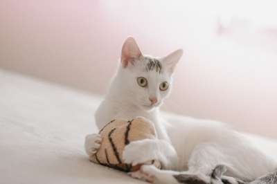 小猫 猫 国内的猫 可爱的 家庭成员