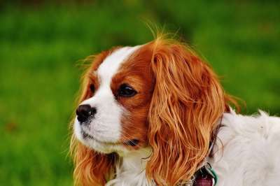 狗 骑士查理王猎犬 有趣的 家畜 动物 毛皮 棕色的 白色的