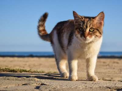 猫 迷路 动物 可爱的 年轻 脸 眼睛 海滩 肖像 户外的