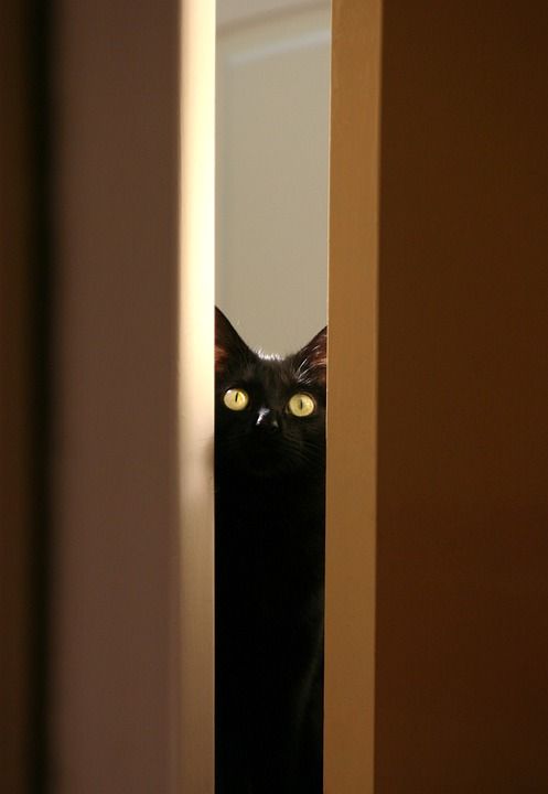 黑猫 基蒂 宠物 动物 眼睛 可爱的 猫 棕色猫 棕色的宠物