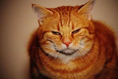猫 宿醉 红色的 乐趣 可爱的 鲭鱼 老虎 舒适 动物 家猫