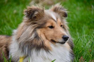 狗 母狗 设得兰群岛牧羊犬 谢尔蒂 婊子Nayana 动物