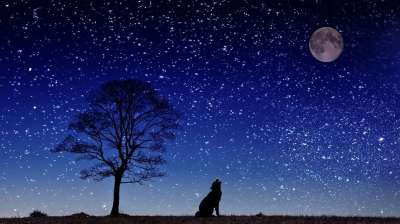 狗 嗥 月亮 树 天堂 星星 景观 满月 轮廓