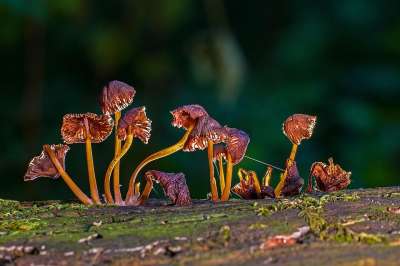 蘑菇 海绵 苔藓 迷你蘑菇 木耳 屏幕真菌 森林蘑菇