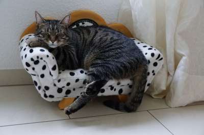 动物 可爱的 家畜 猫 哺乳动物 国内的 小的 坐 寻找 肖像