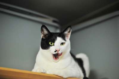猫 简单点 动物 宠物 宝贝猫 可爱的 猫形象 猫咪 猫的图片
