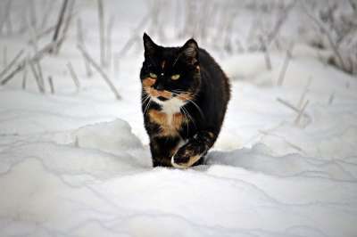 猫 冬天 雪 小猫 霜 冻结 幸运猫 三色