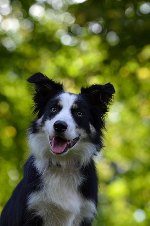 边境牧羊犬 肖像 细心 狗 好奇的 纯种狗 英国牧羊犬 边境牧羊犬