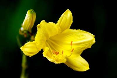 百合 花 黄花 雌蕊 花瓣 黄色花瓣 盛开 开花 植物 植物群