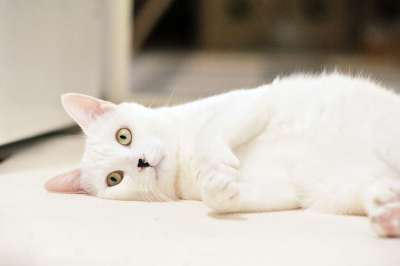 猫 哺乳动物 动物 狮子 毛皮 山猫 可爱的 雪 幸福