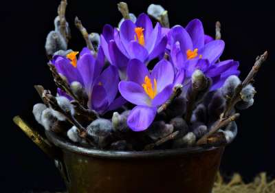 番红花 静物 棕榈树枝 柳絮 复活节 大器晚成 开花 盛开
