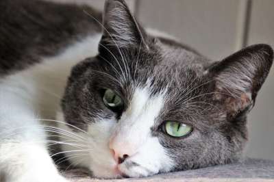 胡子 头发 雄猫 看 毛茸茸的 甜的 眼睛 懒惰 悲伤
