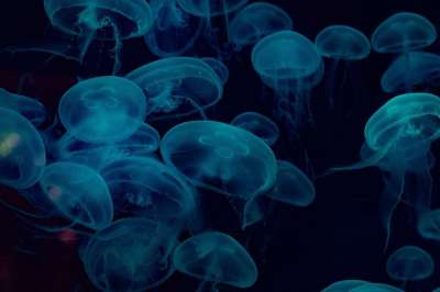 海蜇 海 水下 动物 海洋 水 自然 蓝色的 水族馆