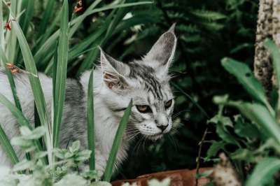 猫 国内动物 户外 动物 花园