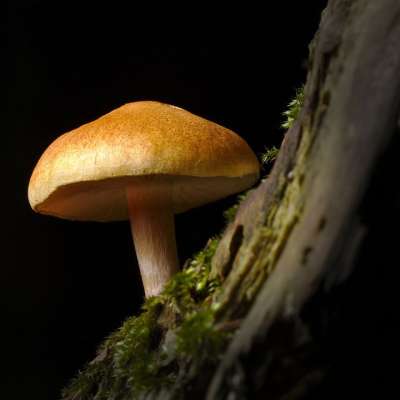 蘑菇 落下 森林 苔藓 宏
