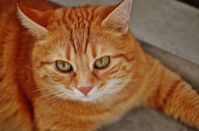 猫 宿醉 红色的 可爱的 鲭鱼 老虎 舒适 动物 家猫 毛皮
