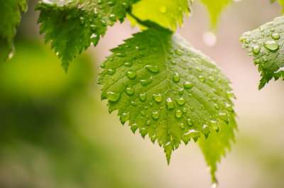 树叶 雨滴 叶子 水滴 露 自然 特写