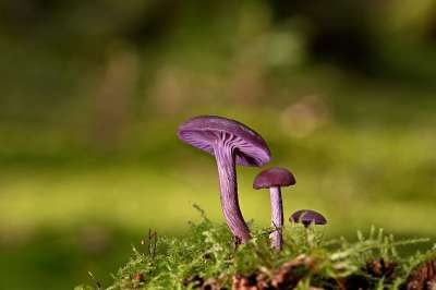 蘑菇 盘状真菌 苔藓 森林地面 森林 特写 真菌学