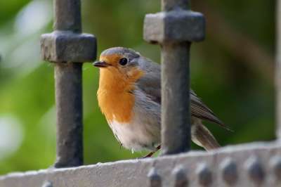 知更鸟 罗宾 鸣禽 鸟 Erithacus Rubecula 动物