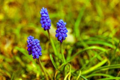 风信子 尖花 紫色 自然 开花 葡萄风信子 草地 春天 草 花