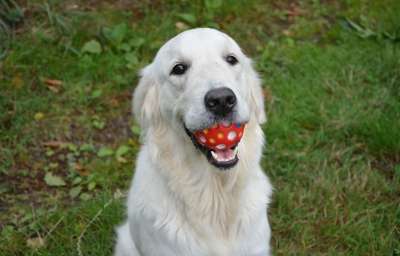 狗 金毛猎犬 母狗 女性 球 家畜 动物 肖像 可爱 头