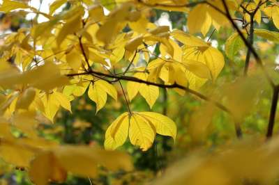 灌木板栗 落下 秋色 灌木马栗 Aesculus Parviflora