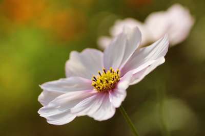 花 宇宙 盛开 开花 花瓣 特写 植物 植物学 Cosmea
