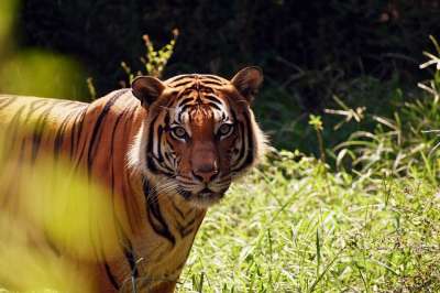 老虎 动物 动物园 大猫 条纹 猫科动物 哺乳动物 自然