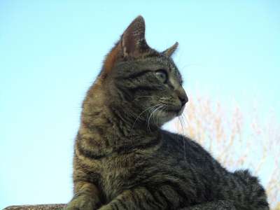 猫 小猫 老虎 视图 眼睛 动物 猫科动物 可爱 肖像 天空