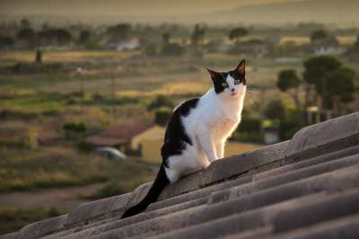 猫 猫科动物 屋顶
