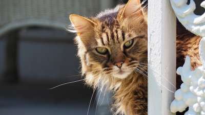 猫 肖像 小猫 可爱的 动物 猫科动物 蓬松的 宠物 猫的眼睛